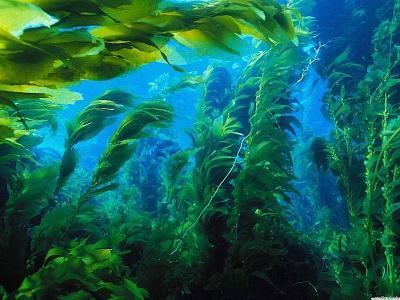 Морские макрофиты: тайны подводных лесов