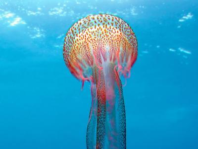 Стрекающие медузы и полипы