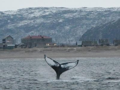 10 горбатых китов Териберской бухты