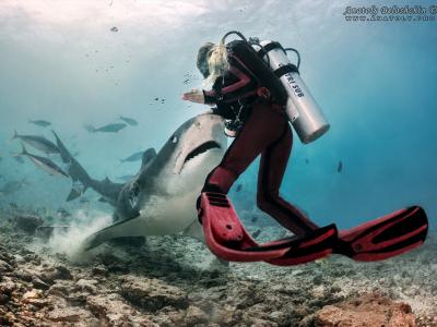 Shark-diving