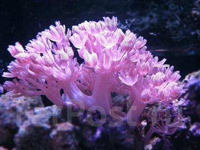Пульсирующие кораллы