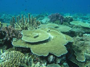 Стрекающие медузы и полипы: биология и помощь при ожогах