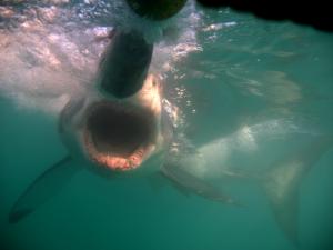 Акулы: почему они нападают, и что с этим делать