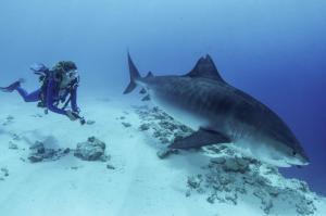 «365 дней с тигровыми акулами» — разбор поведения морских хищников от морского биолога и шаркдайвера Никиты Корнилова на Moscow Dive Show 2024